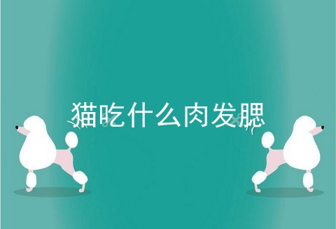 猫吃什么肉发腮