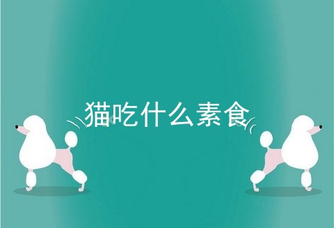猫吃什么素食