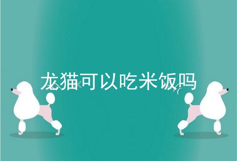 龙猫可以吃米饭吗