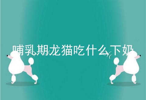 哺乳期龙猫吃什么下奶