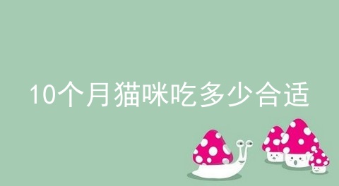 10个月猫咪吃多少合适