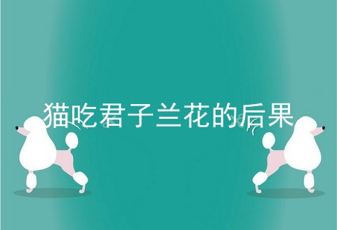 猫吃君子兰花的后果