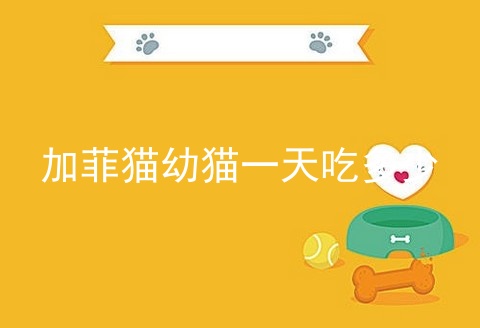 加菲猫幼猫一天吃多少