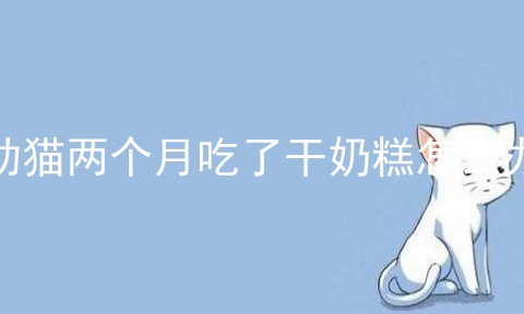 幼猫两个月吃了干奶糕怎么办