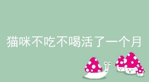 猫咪不吃不喝活了一个月