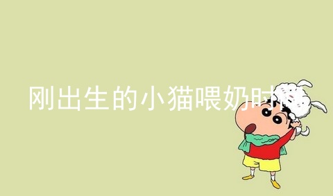 刚出生的小猫喂奶时间