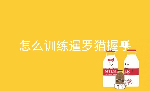 怎么训练暹罗猫握手