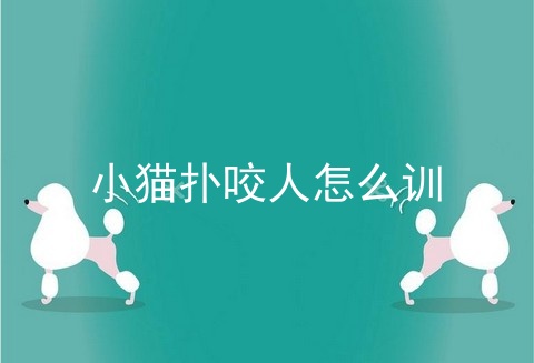 小猫扑咬人怎么训