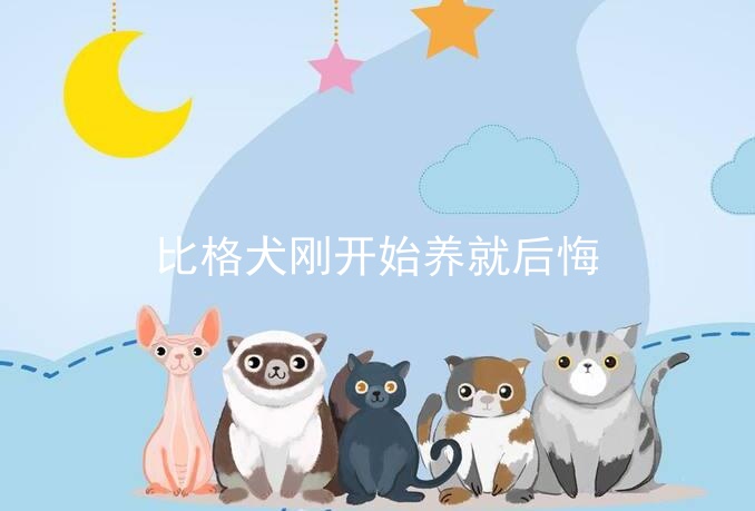 比格犬刚开始养就后悔