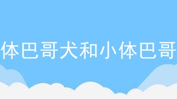 大体巴哥犬和小体巴哥犬