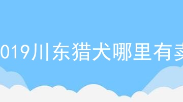2019川东猎犬哪里有卖