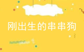 刚出生的串串狗