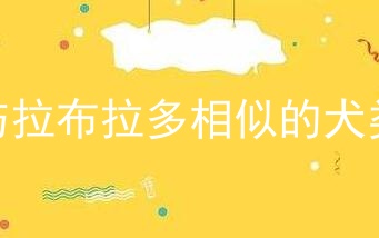 与拉布拉多相似的犬类