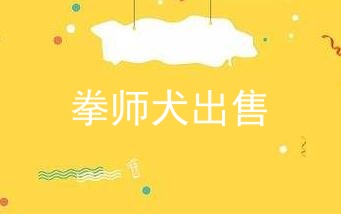 拳师犬出售