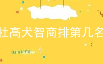 杜高犬智商排第几名