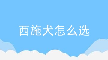 西施犬怎么选