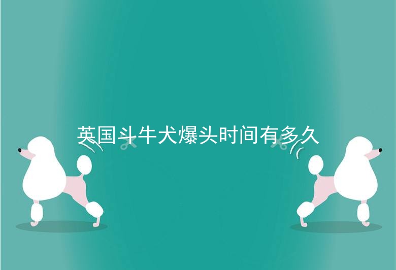 英国斗牛犬爆头时间有多久
