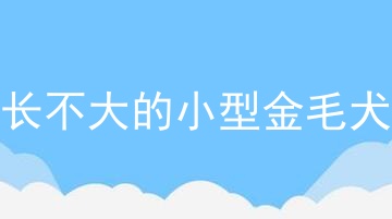 长不大的小型金毛犬
