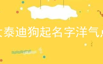 女泰迪狗起名字洋气点