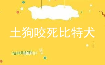 土狗咬死比特犬