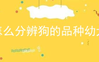 怎么分辨狗的品种幼犬
