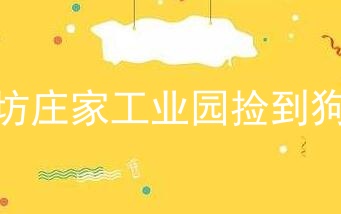 潍坊庄家工业园捡到狗狗
