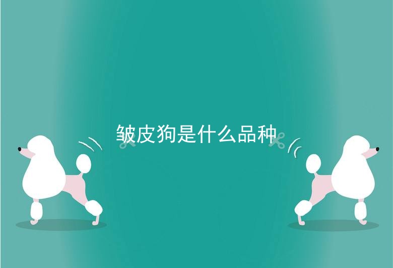 皱皮狗是什么品种