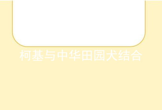 柯基与中华田园犬结合
