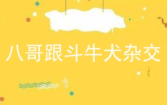 八哥跟斗牛犬杂交