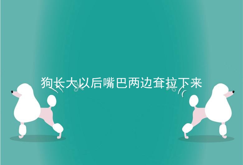 狗长大以后嘴巴两边耷拉下来