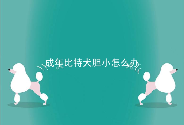 成年比特犬胆小怎么办