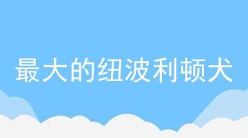 最大的纽波利顿犬