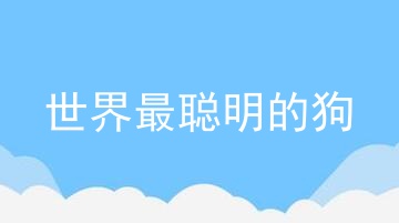 世界最聪明的狗