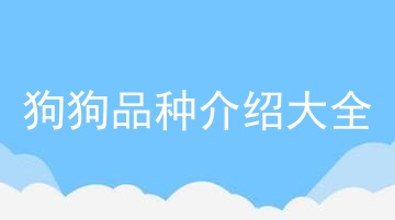 狗狗品种介绍大全