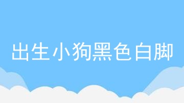 出生小狗黑色白脚