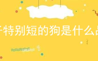 身子特别短的狗是什么品种
