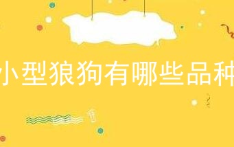 小型狼狗有哪些品种