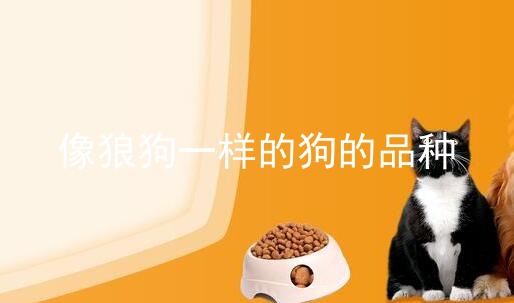 像狼狗一样的狗的品种