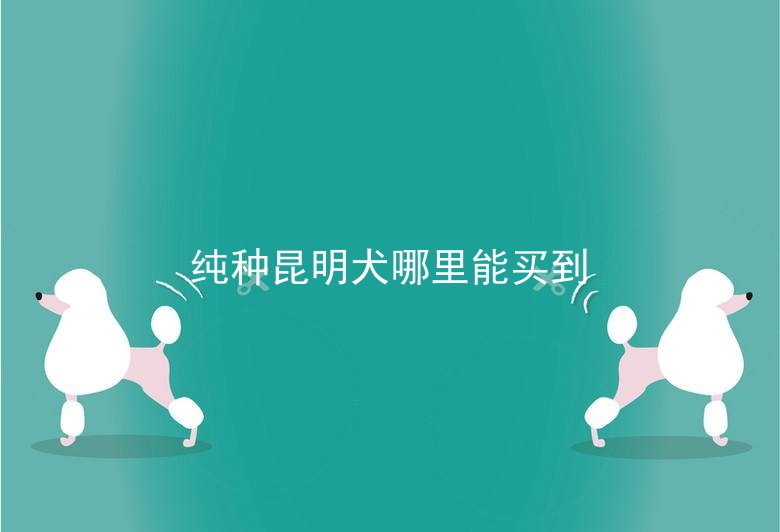 纯种昆明犬哪里能买到