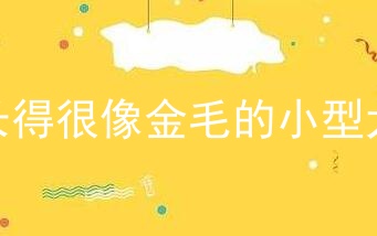 长得很像金毛的小型犬