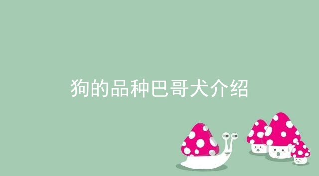 狗的品种巴哥犬介绍