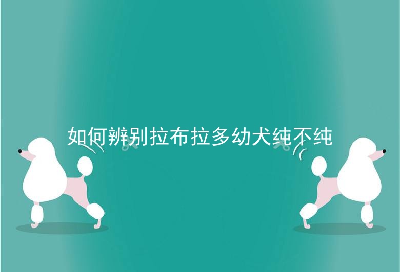 如何辨别拉布拉多幼犬纯不纯