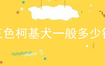 三色柯基犬一般多少钱