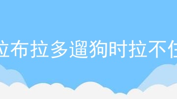 拉布拉多遛狗时拉不住