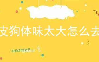 沙皮狗体味太大怎么去除