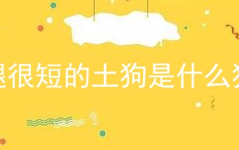 腿很短的土狗是什么狗