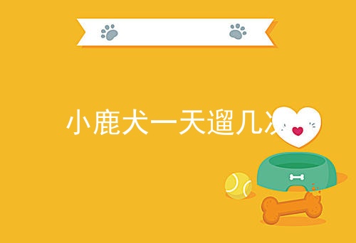 小鹿犬一天遛几次
