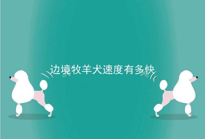 边境牧羊犬速度有多快