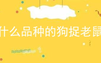 什么品种的狗捉老鼠