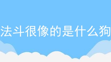 法斗很像的是什么狗